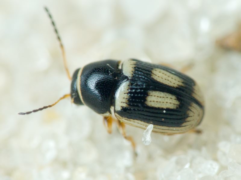 Cryptocephalus (Burlinius) elegantulus Gravenhorst, 1807